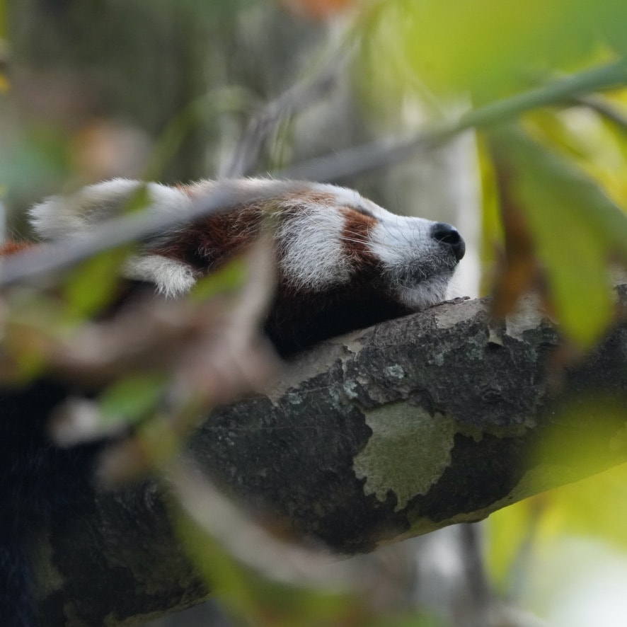 Red panda resting its head on a lichen-covered branch
