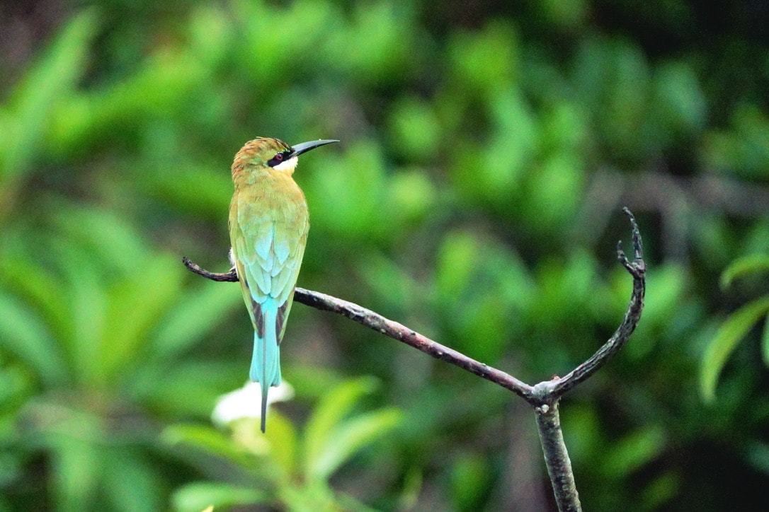 Blue-tailed bee-eater perched on a branch