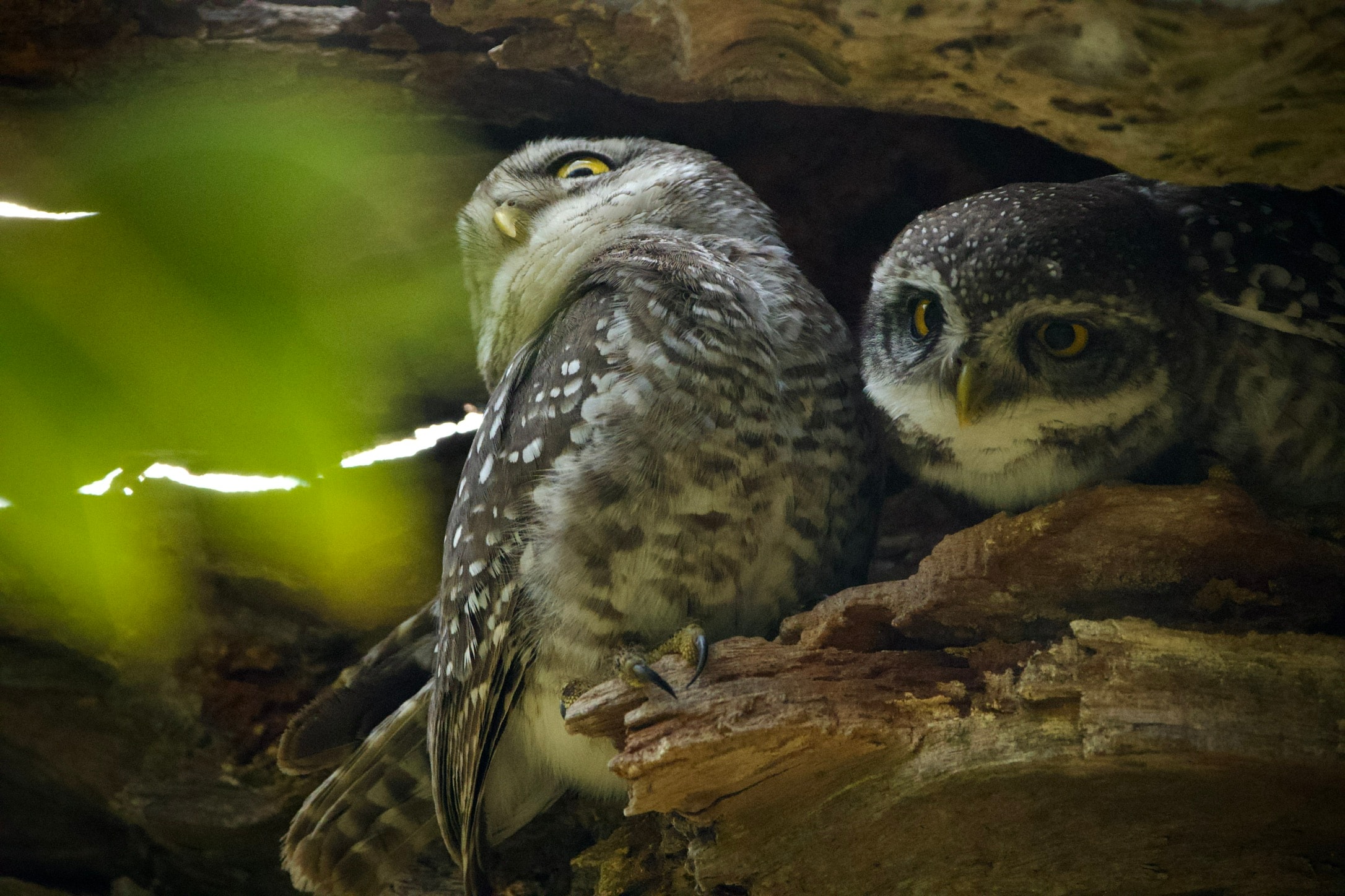 Two spotted owlets in a tree hollow
