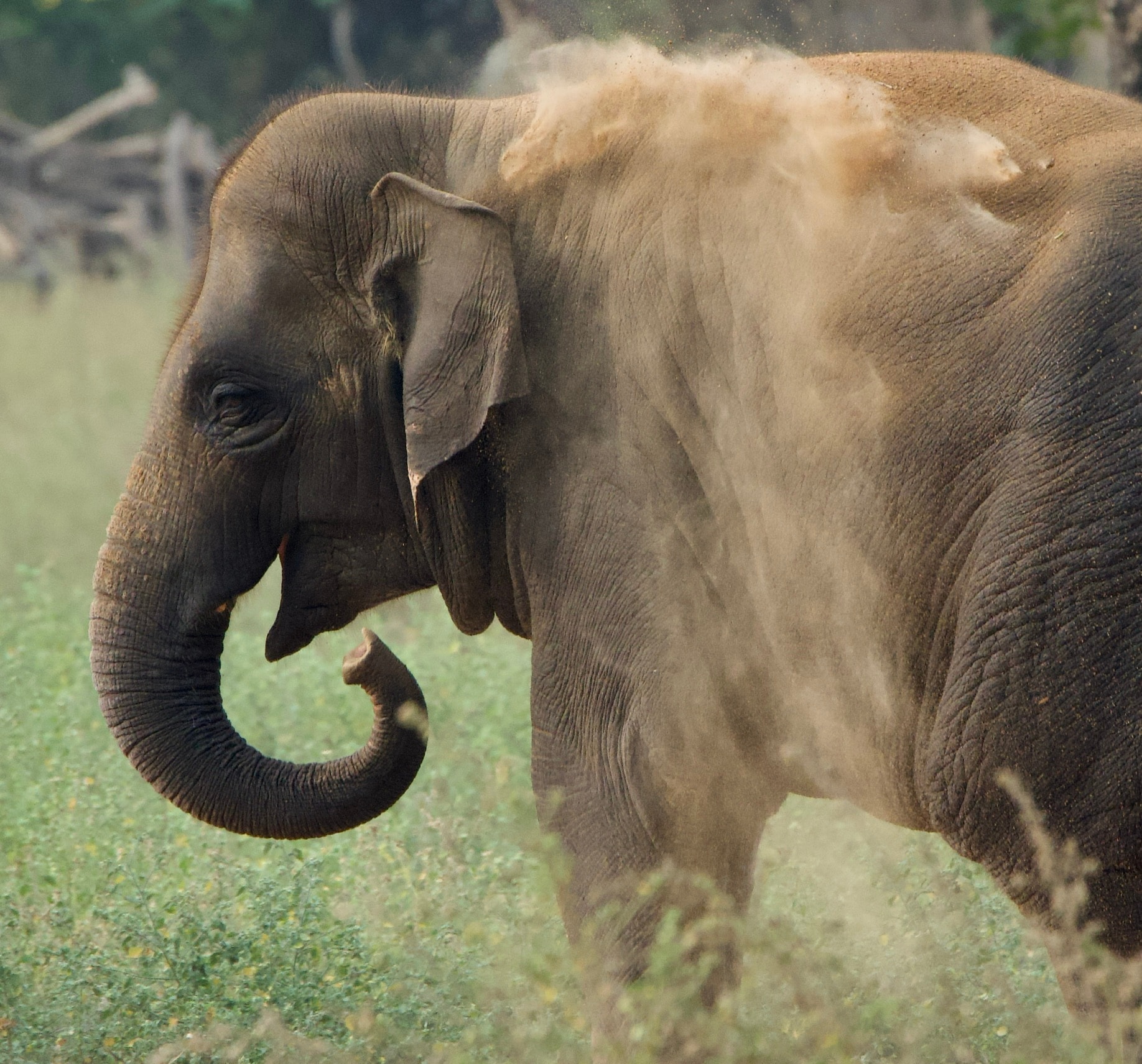 Asian elephant tossing dust over its back