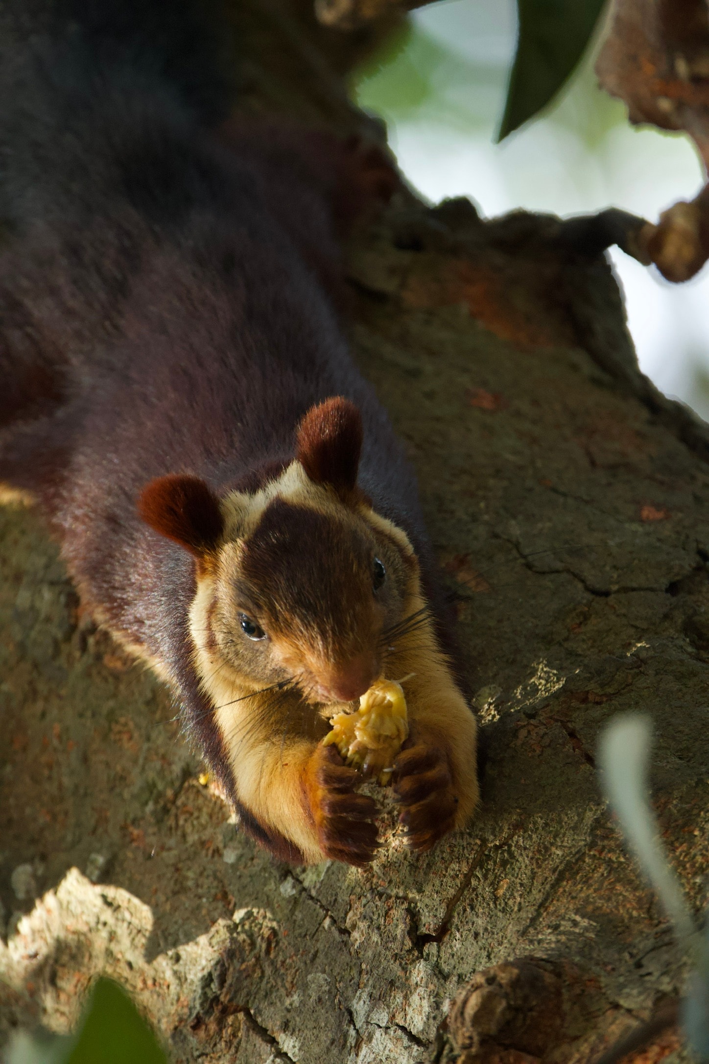 Malabar giant squirrel eating on a tree branch