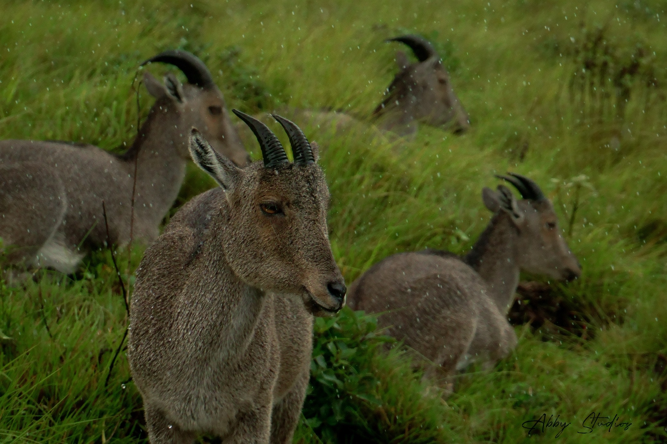 Nilgiri tahr on a rainy grassy hillside
