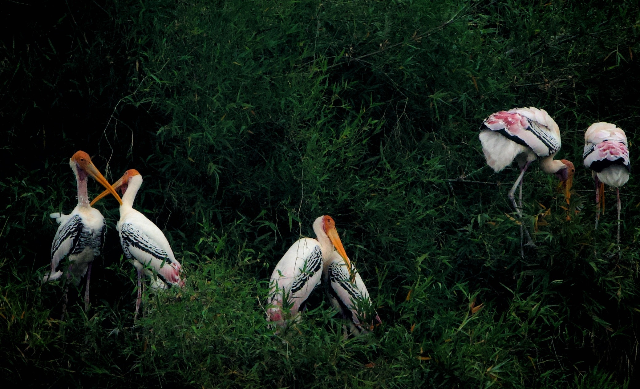 Five painted storks among dense green foliage