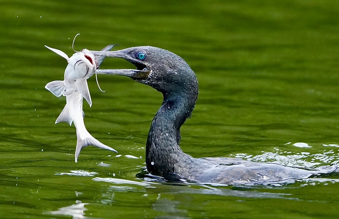 Cormorant holding a catfish in its beak