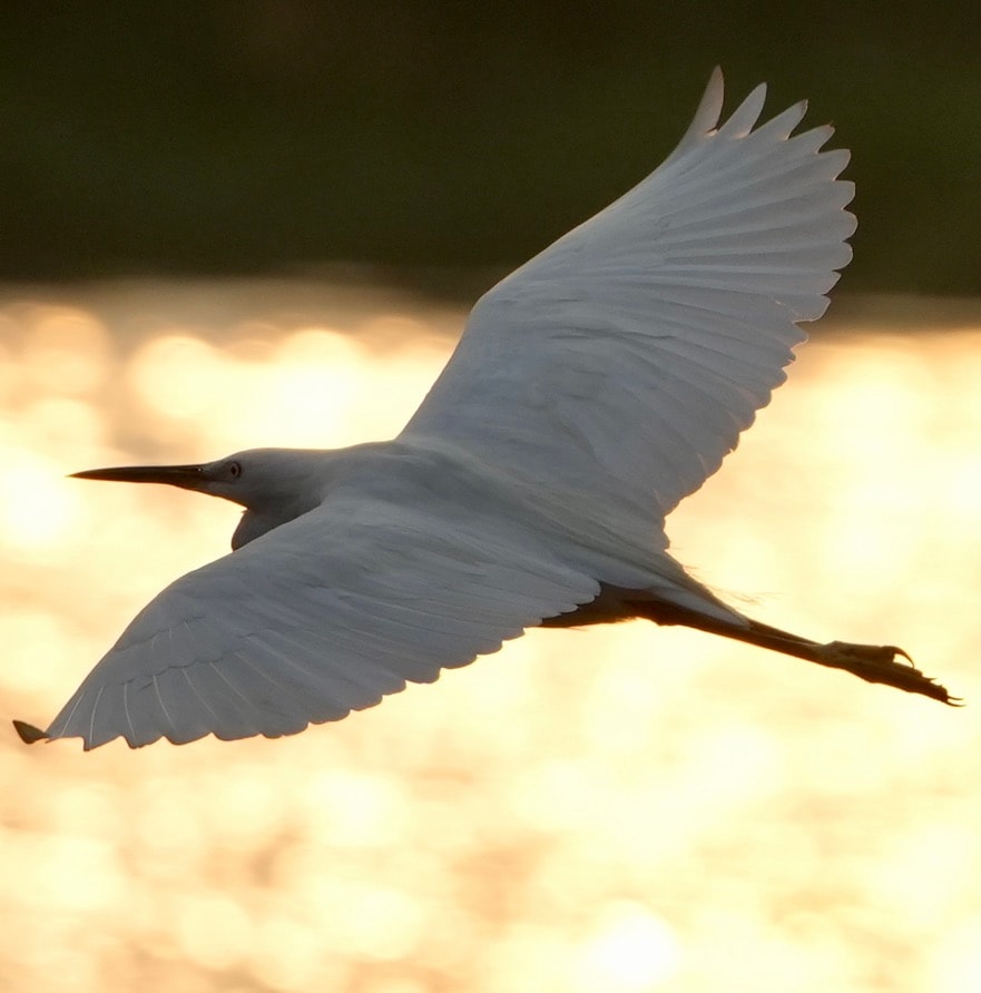 White egret flying over shimmering golden water