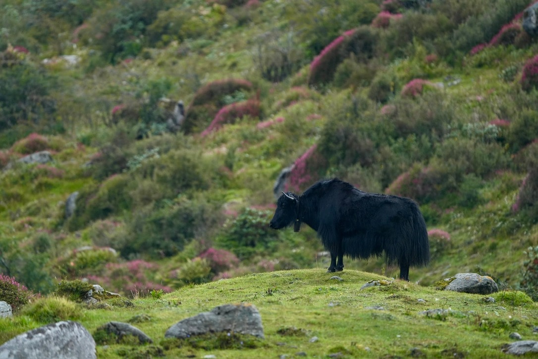 Black yak standing on a rocky green hillside