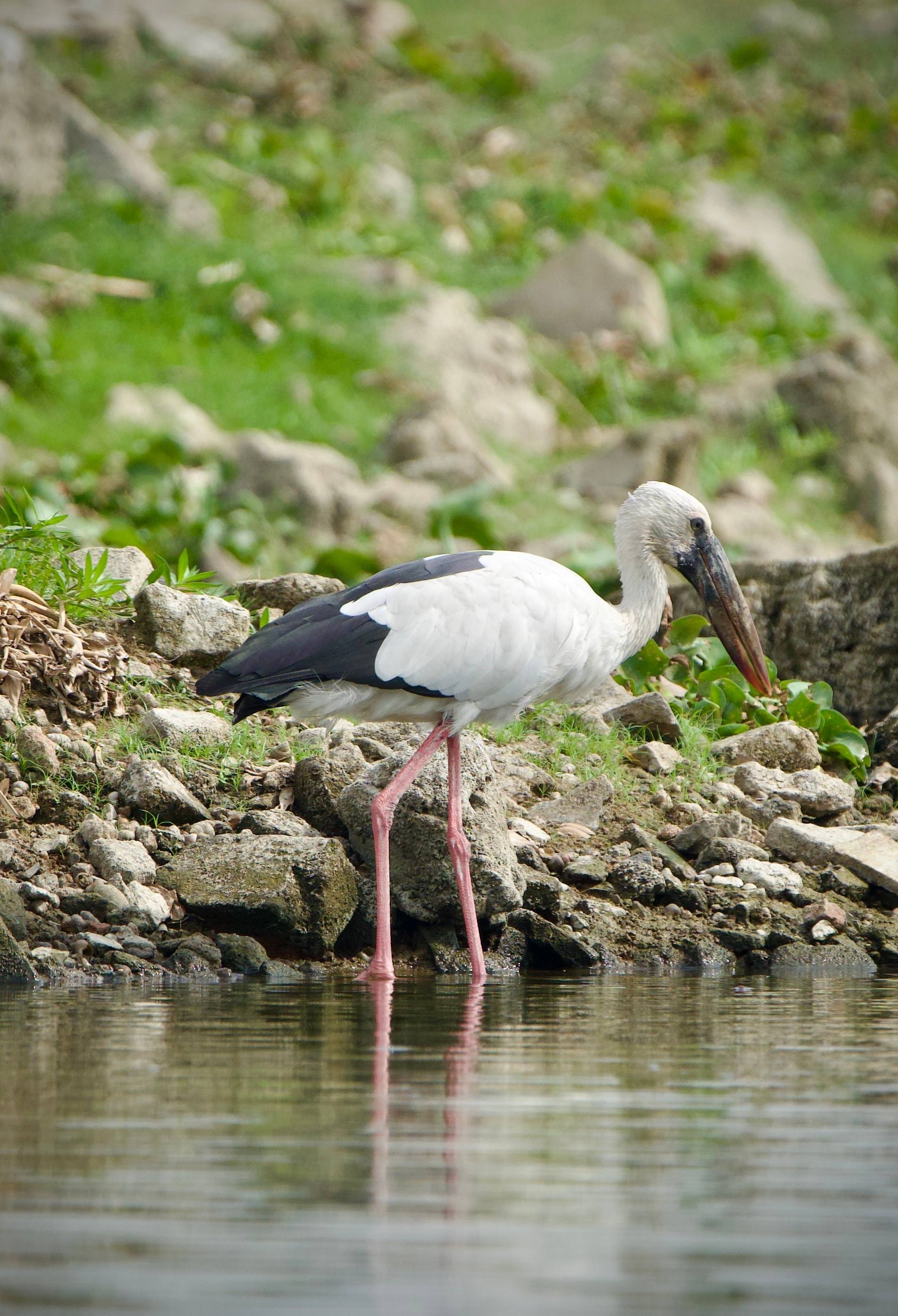 White and black stork standing on pink legs at a rocky water’s edge