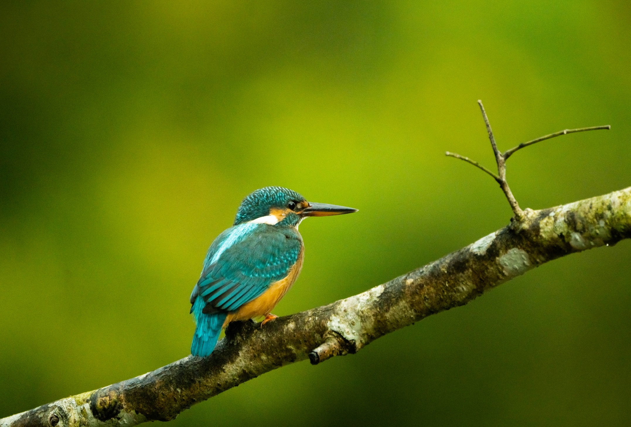 Turquoise and orange kingfisher perched on a branch against a green background
