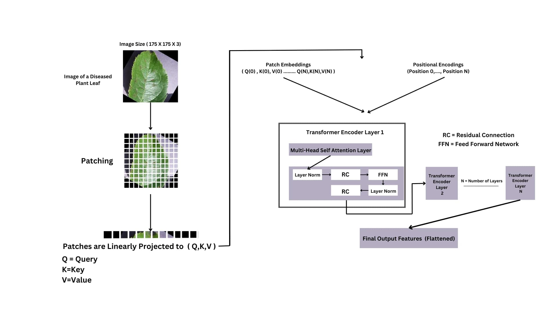 Published ViTaL pipeline: a leaf image becomes patches and positional embeddings, passes through transformer encoders, and produces flattened features